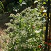 BOURRACHE OFFICINALE ayant poussé spontanément cette année. C'est une excellente plante comestible et mellifère indispensable à de nombreux pollinisateurs . LISE JALOUX